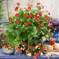 Целогодишна ягода(Руби ан) , снимка 2 - Градински цветя и растения - 21508613