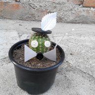 Коледен подарък-кактус с декорация, снимка 2 - Стайни растения - 11177812