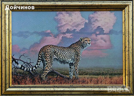 Гепард, картина, снимка 1