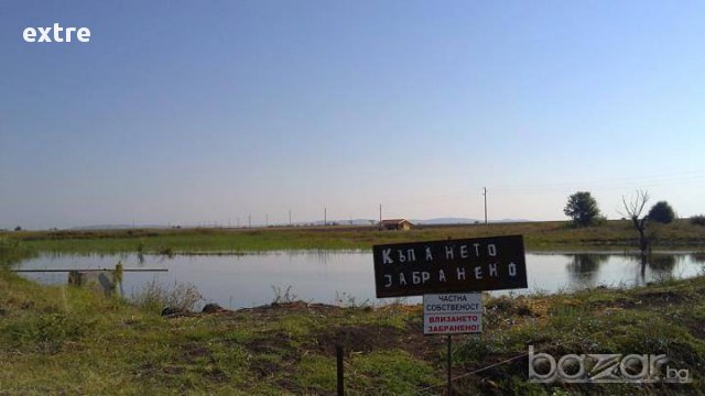 Продажба на жива риба амур шаран от местен развъдник 