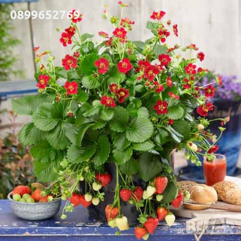 Целогодишна ягода(Руби ан) , снимка 2 - Градински цветя и растения - 21508613