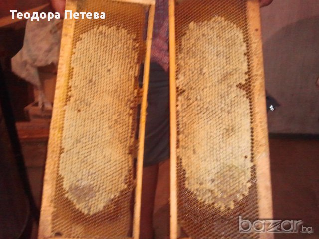 Пчелен мед, снимка 1 - Пчелни продукти - 15542517