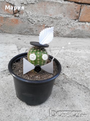 Коледен подарък-кактус с декорация, снимка 2 - Стайни растения - 11177812