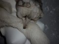  Шал яка от полярна бяла лисица , снимка 9