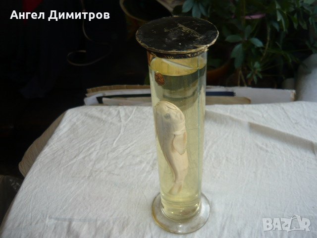 Соц. препарирано Попче риба във вода, снимка 1