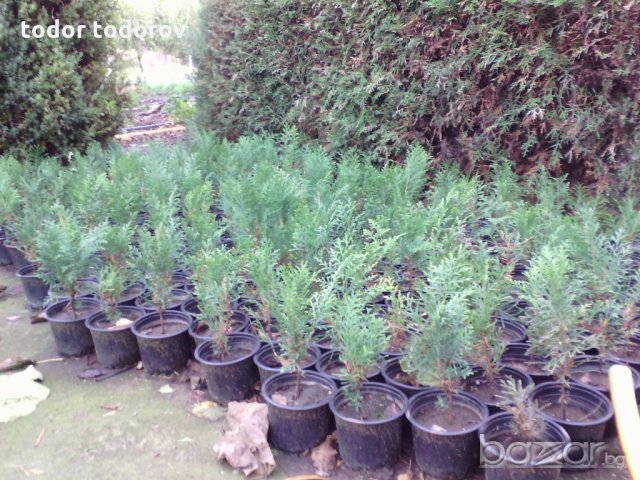 туя источна разсад 0.80лв, снимка 7 - Градински цветя и растения - 8793358