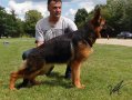 Развъдник за чистокръвни немски овчарки, снимка 8