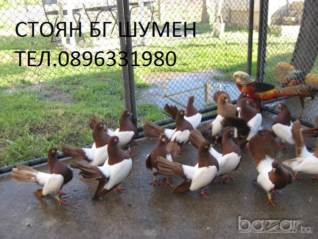 ПРОДАВАМ ОГЛЕДАЛНИ РОЛЕРИ, снимка 2 - Гълъби - 18811421