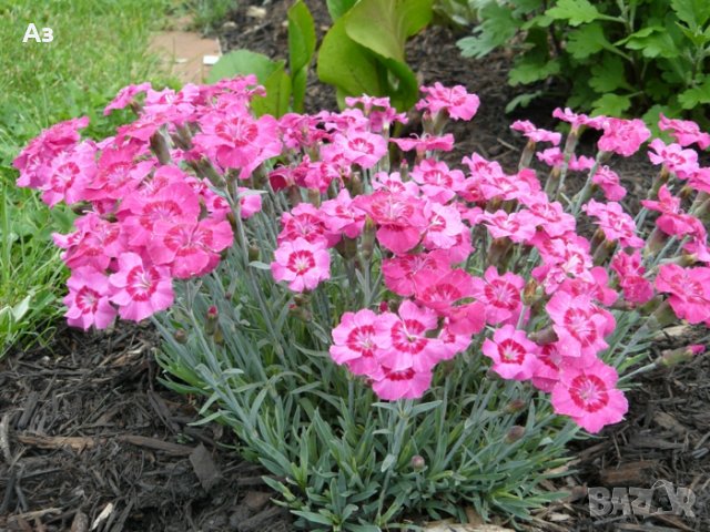 Продавам разсад на Градински кичест карамфил-за есенно засаждане, снимка 7 - Сортови семена и луковици - 15394201