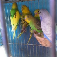 Вълнисти папагалчета, снимка 3 - Папагали - 22023189