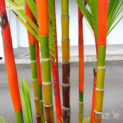 100 броя бамбукови семена от Декоративен бамбук Moso Bamboo лилав зелен цветен , снимка 8 - Сортови семена и луковици - 23954889