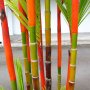 100 броя бамбукови семена от Декоративен бамбук Moso Bamboo лилав зелен цветен , снимка 8