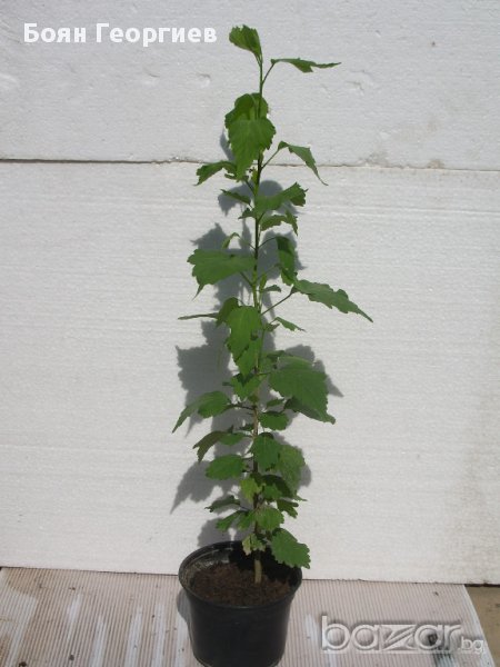 Хибискус сирийски - разсад - жив плет, Бял цвят, снимка 1