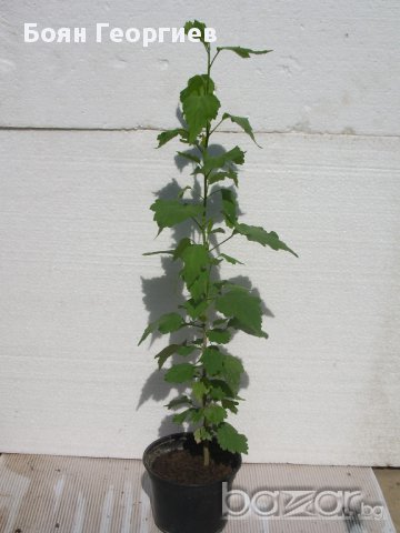 Хибискус сирийски - разсад - жив плет, Бял цвят