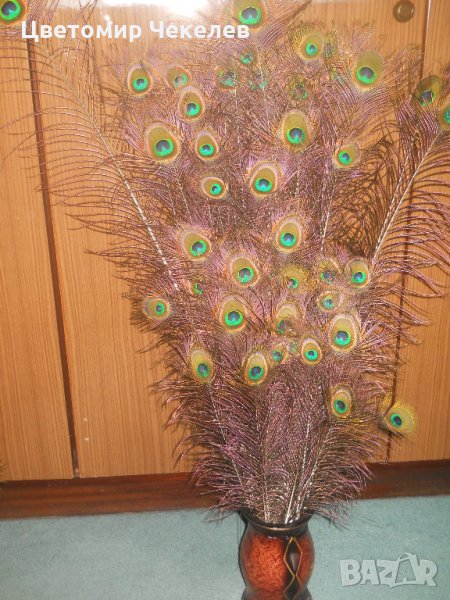 Паунови пера, снимка 1