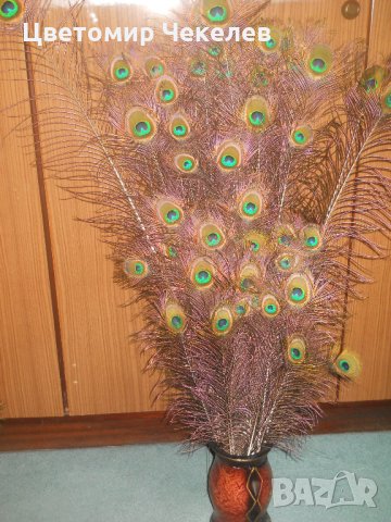 Паунови пера, снимка 1