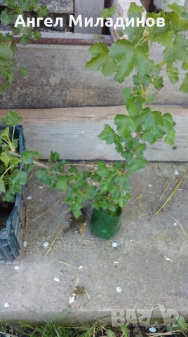 Йоща-плоден храст, снимка 3 - Градински цветя и растения - 21380063