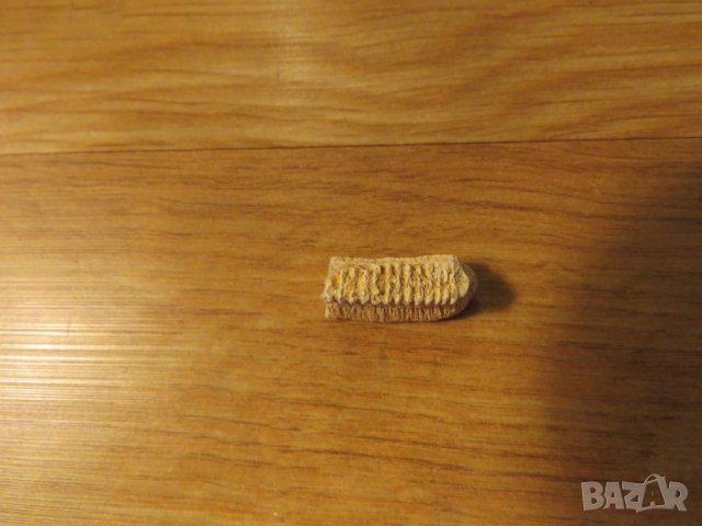 Стар зъб ( малък ) от Скат - за вашета колекция или декорация .