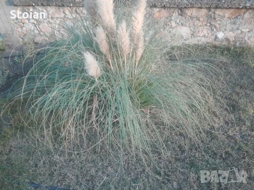 Пампаска трева, снимка 2 - Градински цветя и растения - 23295980