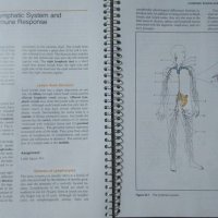 Numan Anatomy Laboratory Textbook 1993 г., снимка 4 - Специализирана литература - 25996579