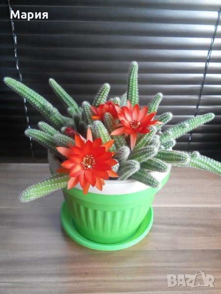 Кактусчета, снимка 1