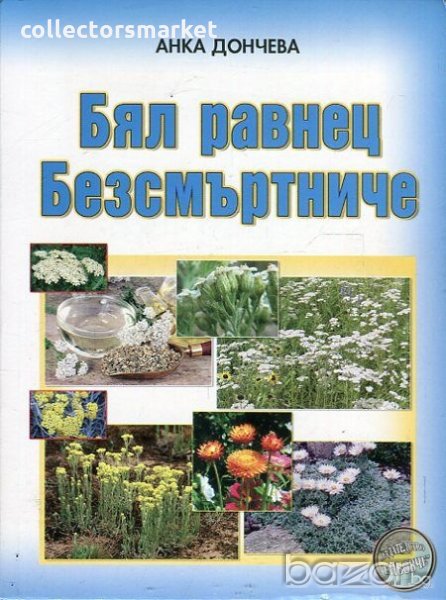 Бял равнец. Безсмъртниче, снимка 1