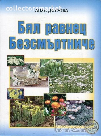 Бял равнец. Безсмъртниче