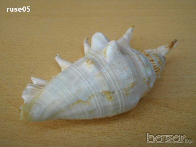 Раковина - 12, снимка 2 - Други ценни предмети - 14625351