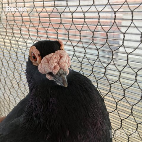 донеци.акмани, снимка 5 - Гълъби - 21606640