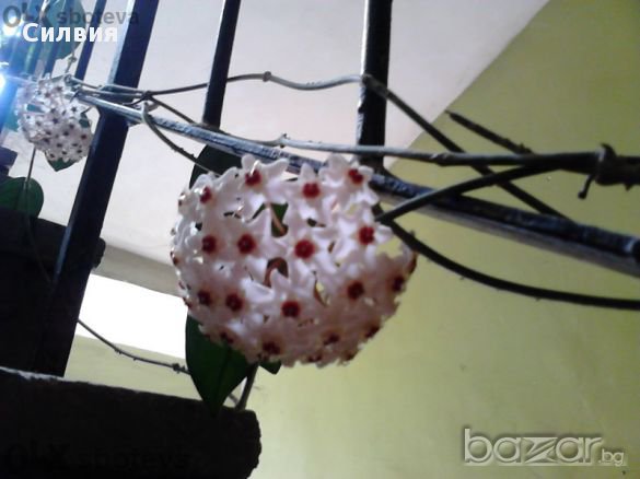 Восъчно цвете - хоя , снимка 1