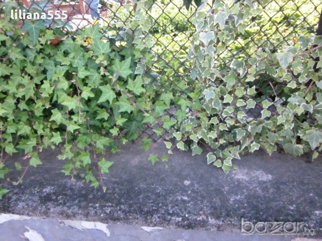 Бръшля̀н- за озеленяване стени,телени мрежи,  тераси и др, снимка 12 - Градински цветя и растения - 10636384