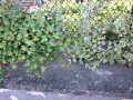 Бръшля̀н- за озеленяване стени,телени мрежи,  тераси и др, снимка 12