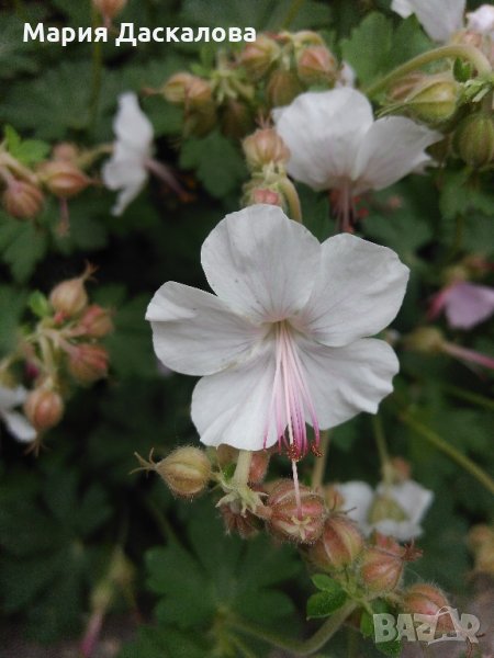 Мини здравец - бял, снимка 1