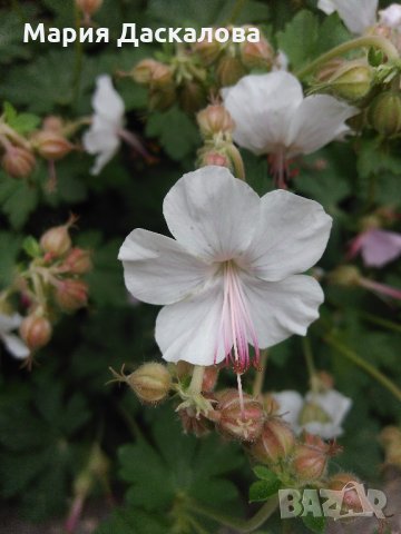 Мини здравец - бял, снимка 1