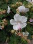 Мини здравец - бял, снимка 1 - Градински цветя и растения - 21070673