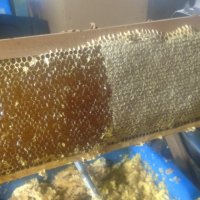 Пчелен мед,пити с мед   - реколта 2023, снимка 9 - Пчелни продукти - 18858767