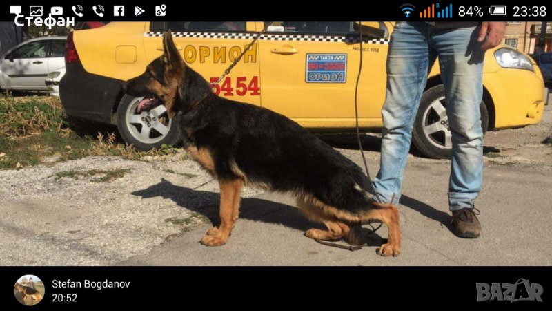 Развъдник за Немско Овчарско Куче, снимка 1