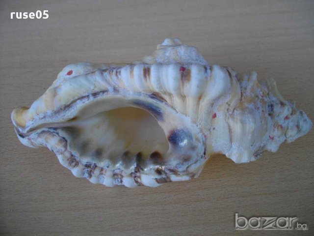 Раковина - 9, снимка 5 - Други ценни предмети - 14605420