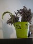 " Кашпа " - зелена, метална , висяща , снимка 1 - Градински цветя и растения - 23361745