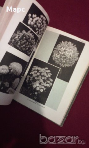 Однолетние цветочные растения, снимка 7 - Художествена литература - 11103613