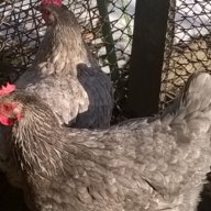  яйца за люпене от син маран, снимка 6 - Кокошки и пуйки - 13512165