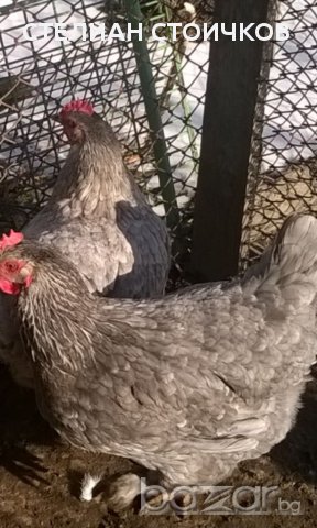   яйца за люпене от син маран, снимка 6 - Кокошки и пуйки - 13512165