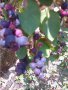 Саскатун. Канадска боровинка - Смоуки, снимка 1 - Градински цветя и растения - 12105627