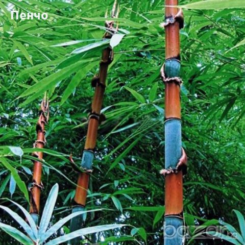 100 броя бамбукови семена от Декоративен бамбук Moso Bamboo лилав зелен цветен черен МОСО БАМБО нов, снимка 1 - Сортови семена и луковици - 19674238