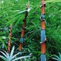 100 броя бамбукови семена от Декоративен бамбук Moso Bamboo лилав зелен цветен черен МОСО БАМБО нов