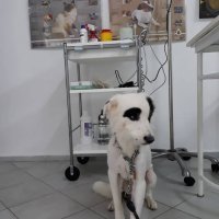Подстригване, къпане на куче , снимка 6 - Ветеринари и услуги - 23387968