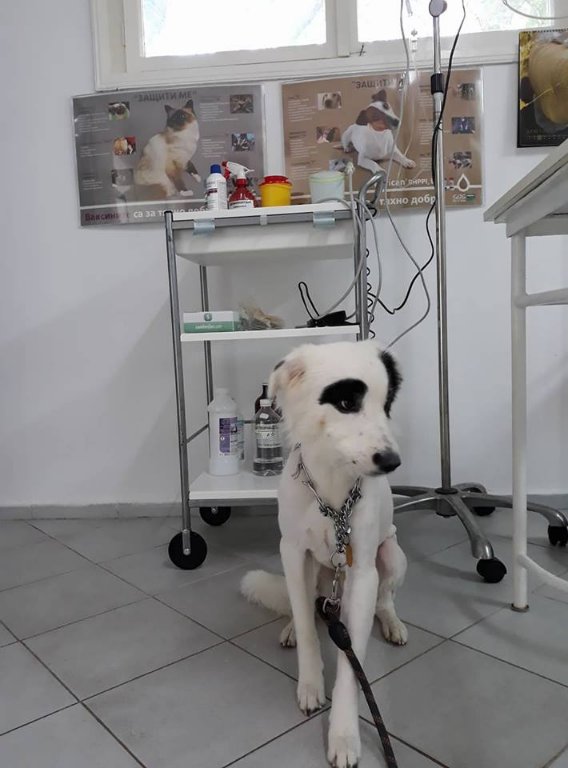 Подстригване или къпане на куче в Ветеринари и услуги в гр. Варна -  ID23387968 — Bazar.bg