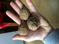  орехови фиданки  3,4лв , снимка 4