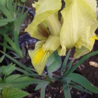 Ирис - нисък, снимка 1 - Градински цветя и растения - 18018117