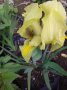 Ирис - нисък, снимка 1 - Градински цветя и растения - 18018117